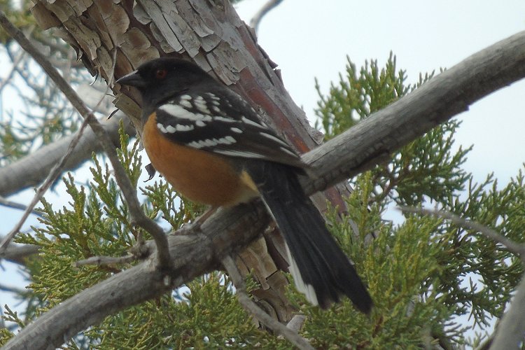 Mount Ord, AZ - Mar. 27, 2018